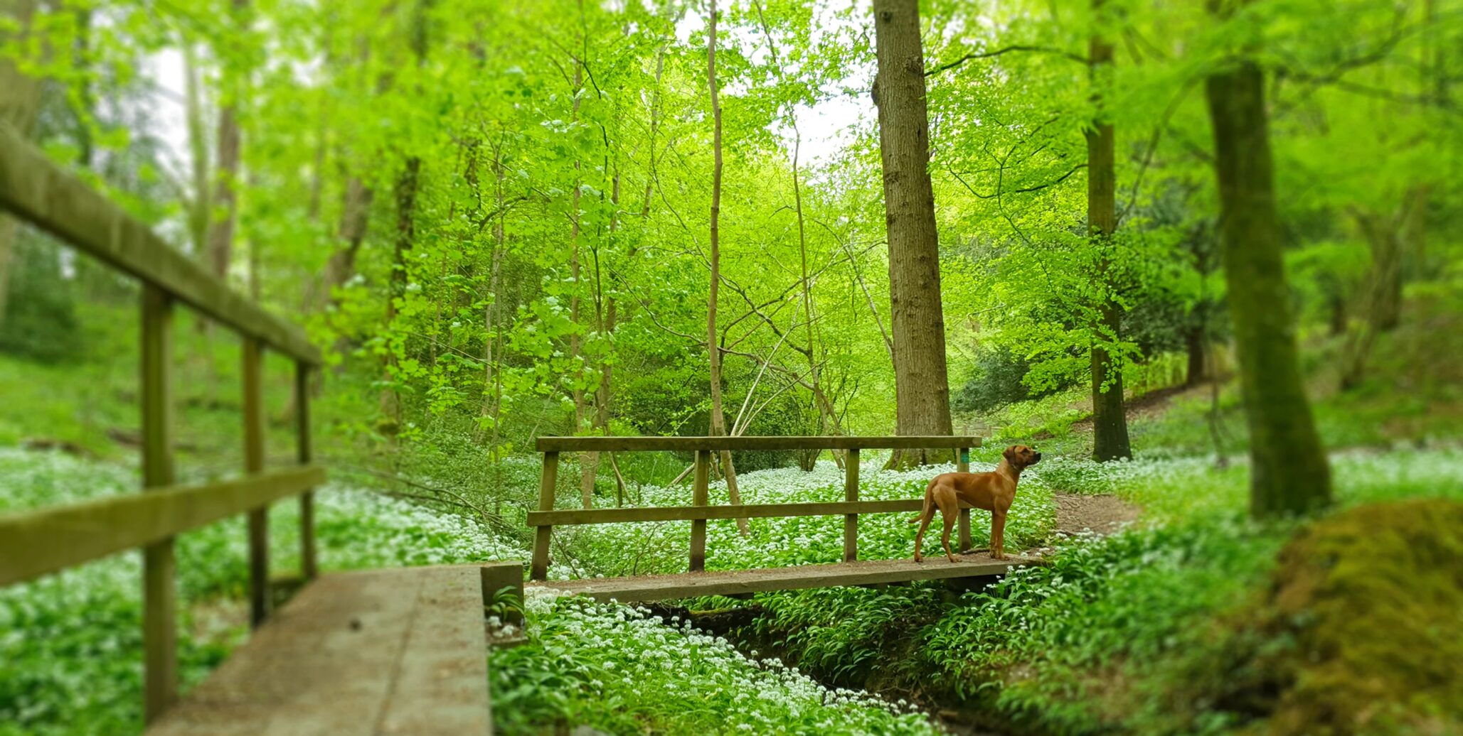 A dog standing on a wooden footbridge in a bluebell and wild garlic woodland